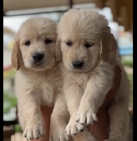 Golden Retriever price in Bangalore