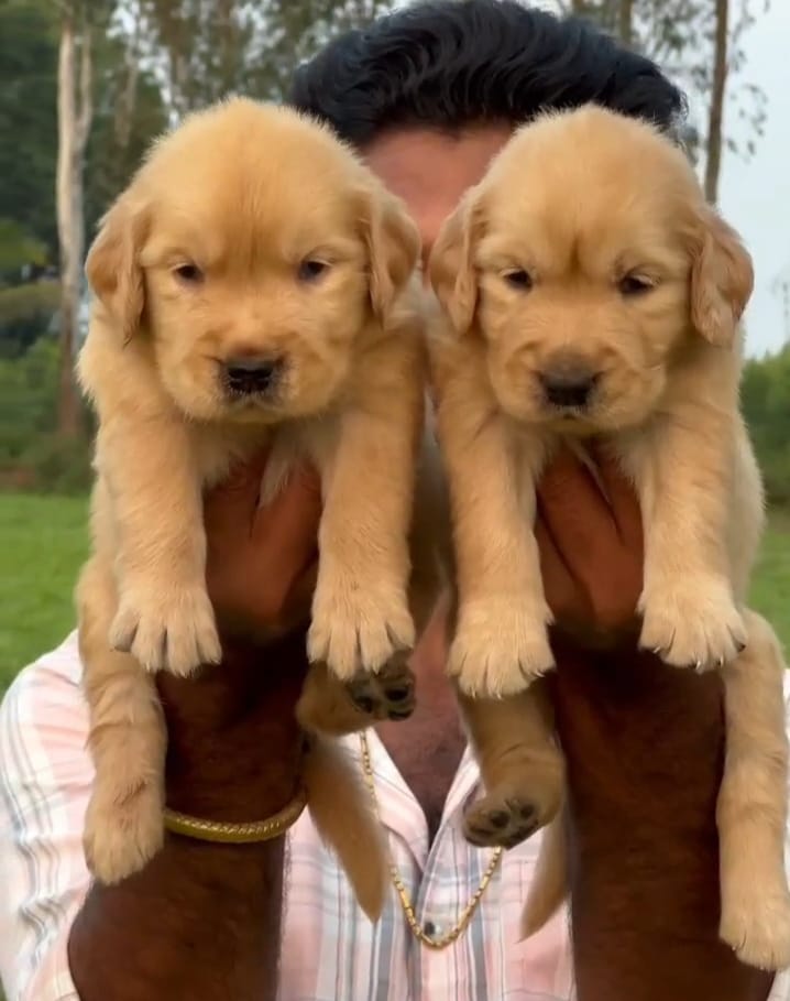 Golden Retriever puppy price in Bangalore