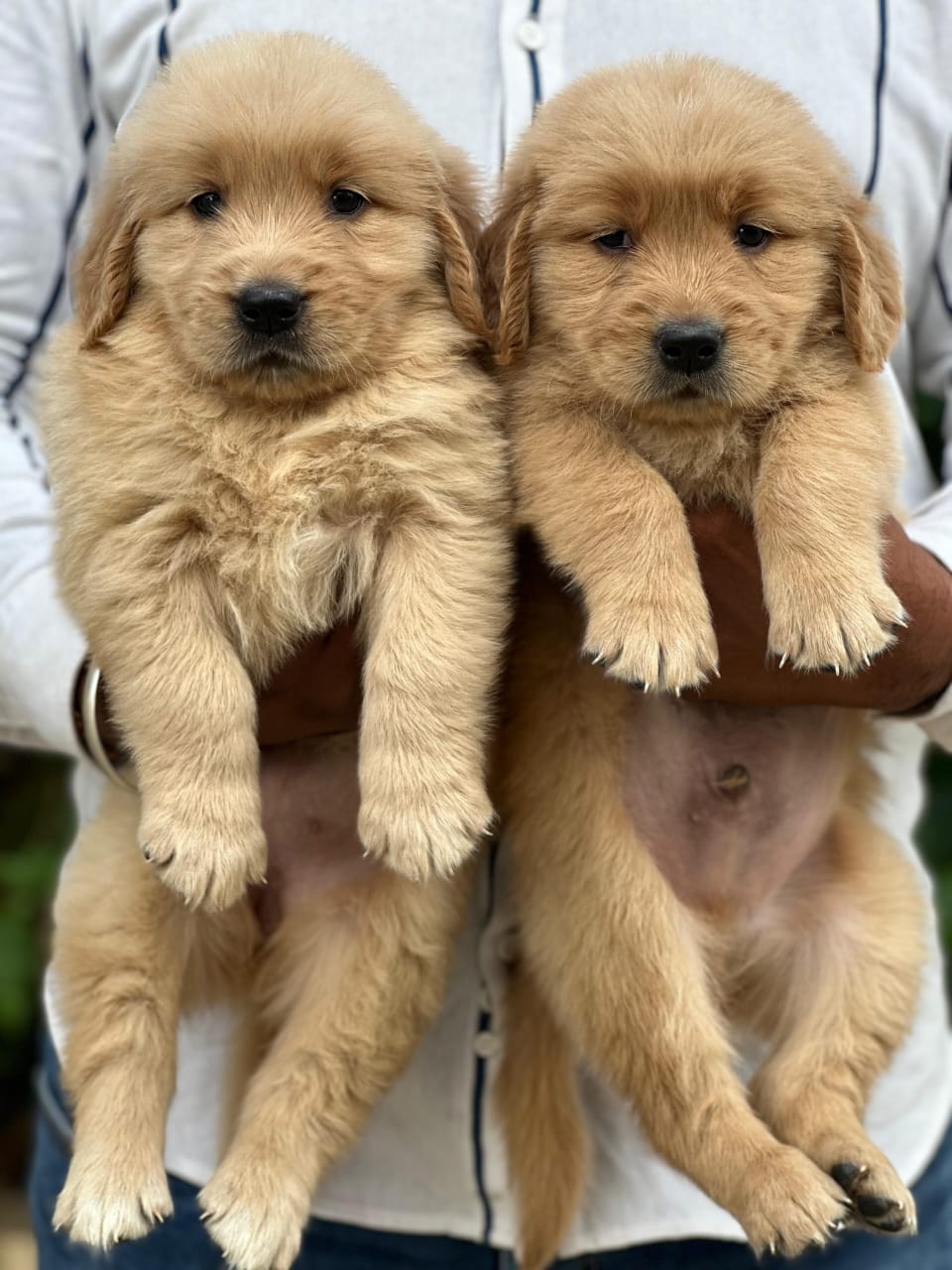 Golden Retriever dog price in Bangalore