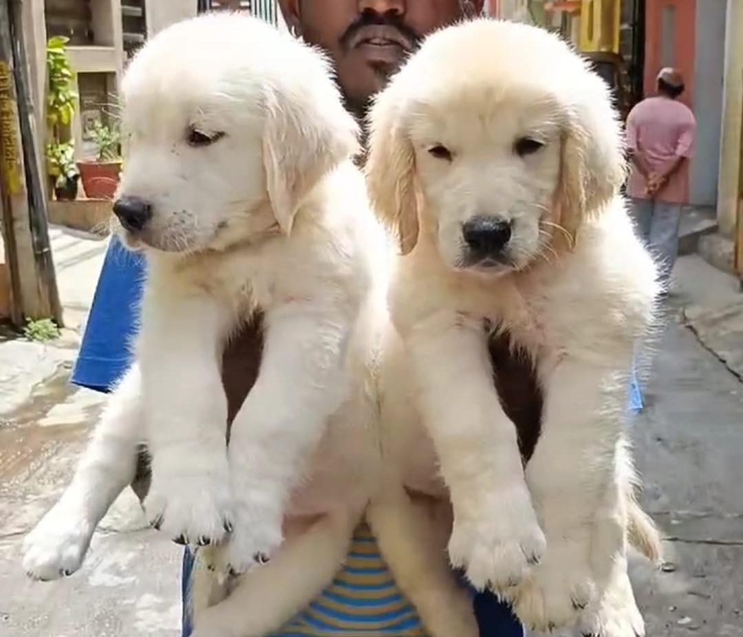 Golden Retriever dog for sale in Bangalore