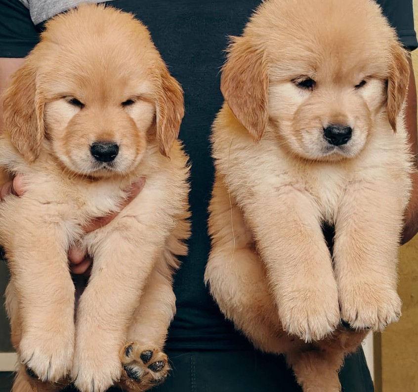 golden retriever dog price in mumbai