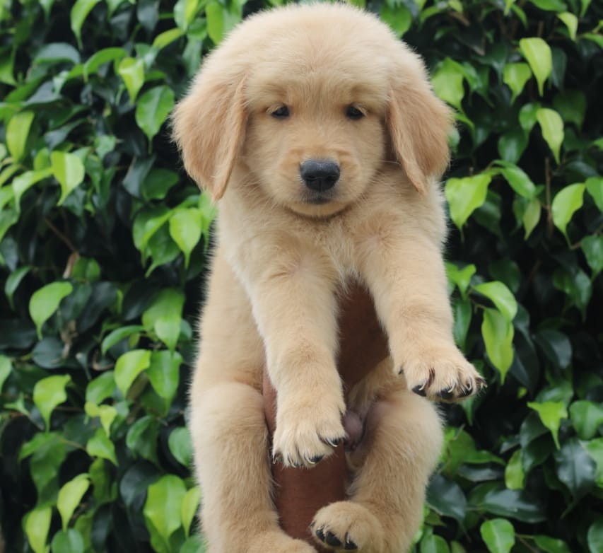 golden retriever dog breeder in mumbai