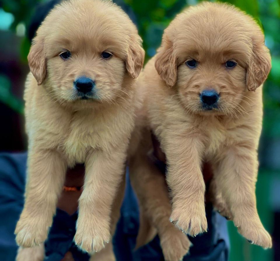 buy golden retriever puppies online in mumbai 