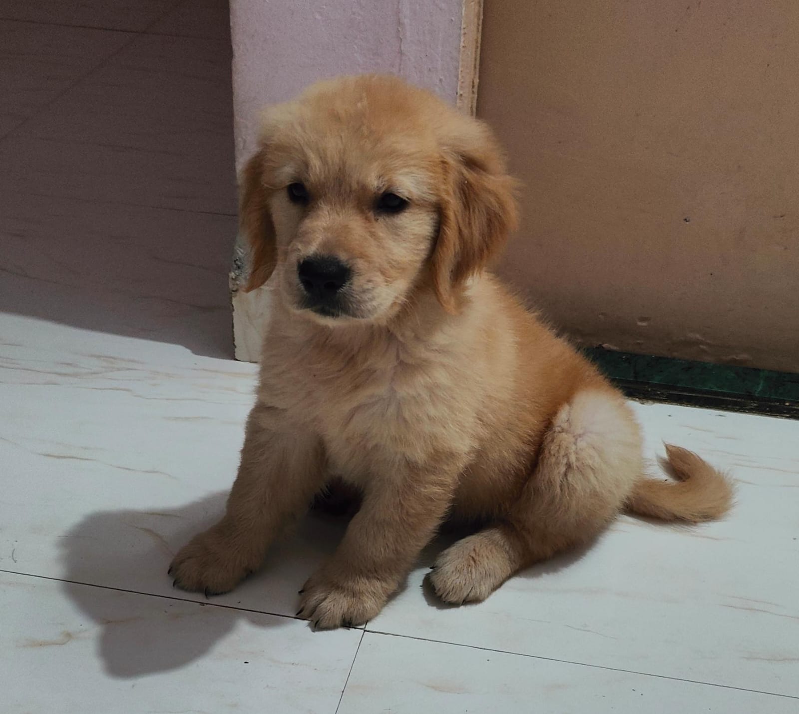 golden retriever dog for sale in mumbai