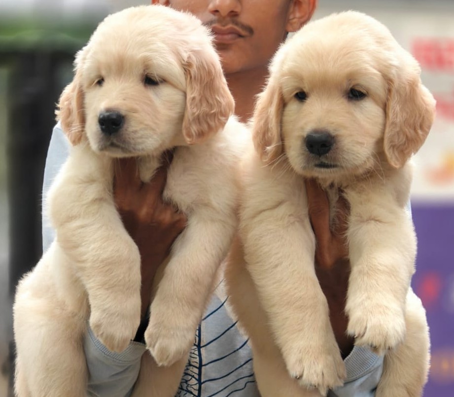 pure bred golden retriever puppies price in mumbai