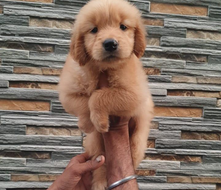 golden retriever pet shop in mumbai