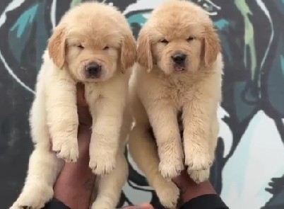 golden retriever puppies for sale online in pune