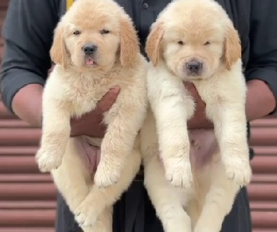 buy golden retriever puppies in pune