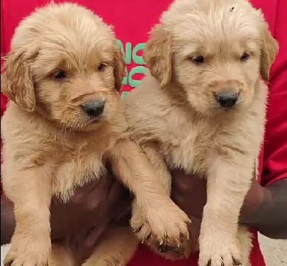 KCI registered golden retriever puppy for sale in pune