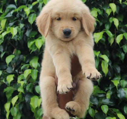 golden retriever dog price in pune