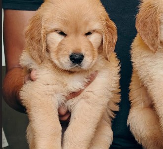 golden retriever pet shop in pune