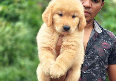 buy vaccinated golden retriever puppies in pune