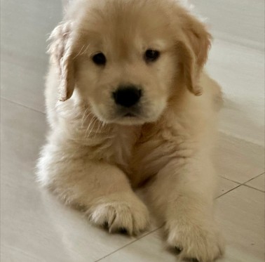 golden retriever dog for sale in pune