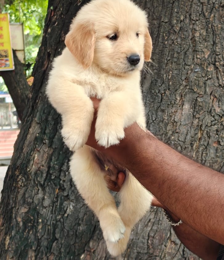 golden retriever dog breeder in ahmedabad.