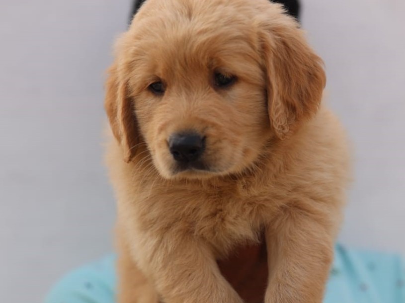 golden retriever puppies for sale online in pune