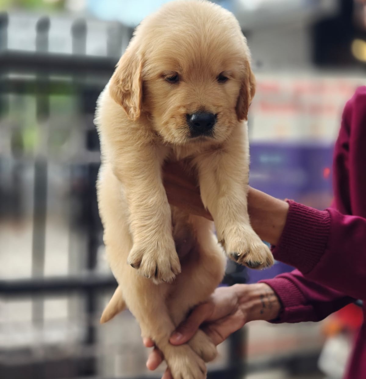 golden retriever pet shop in ahmedabad