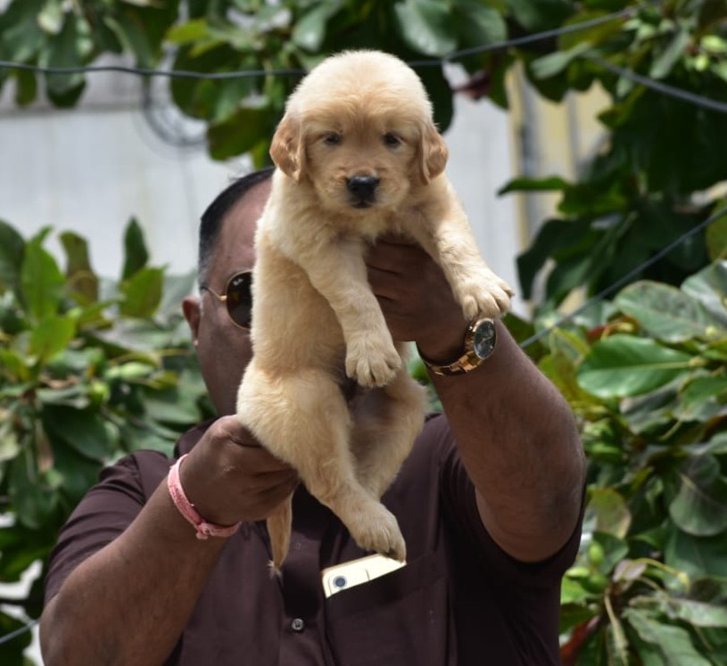 buy golden retriever puppies in ahmedabad