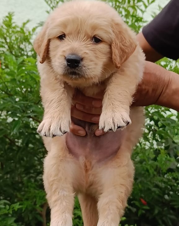 golden retriever puppies for sale online in ahmedabad