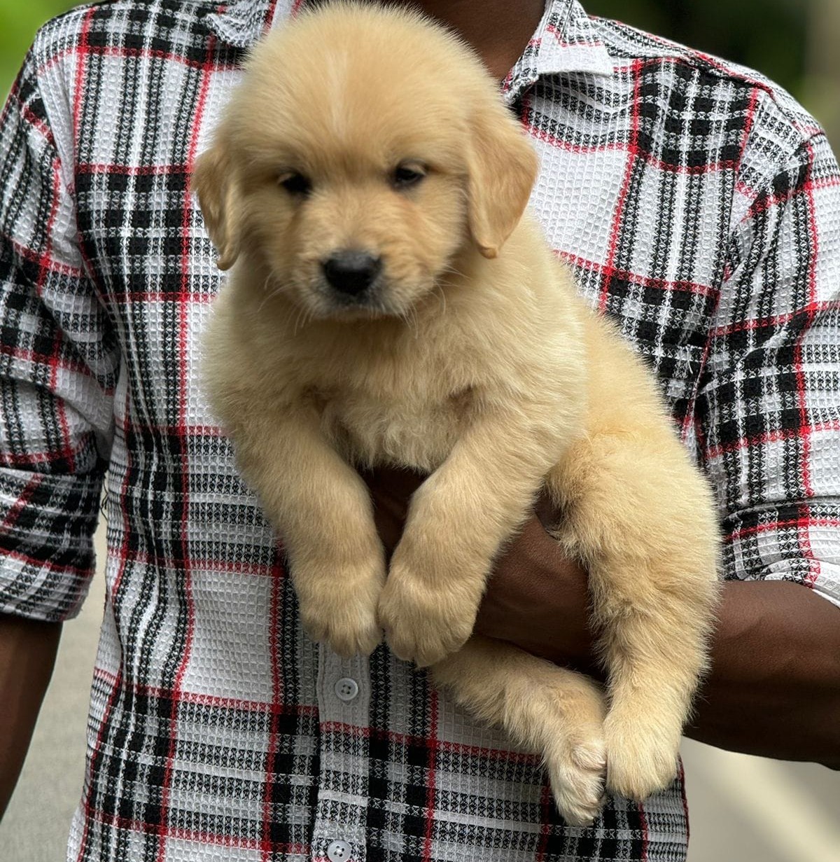 golden retriever dog price in ahmedabad