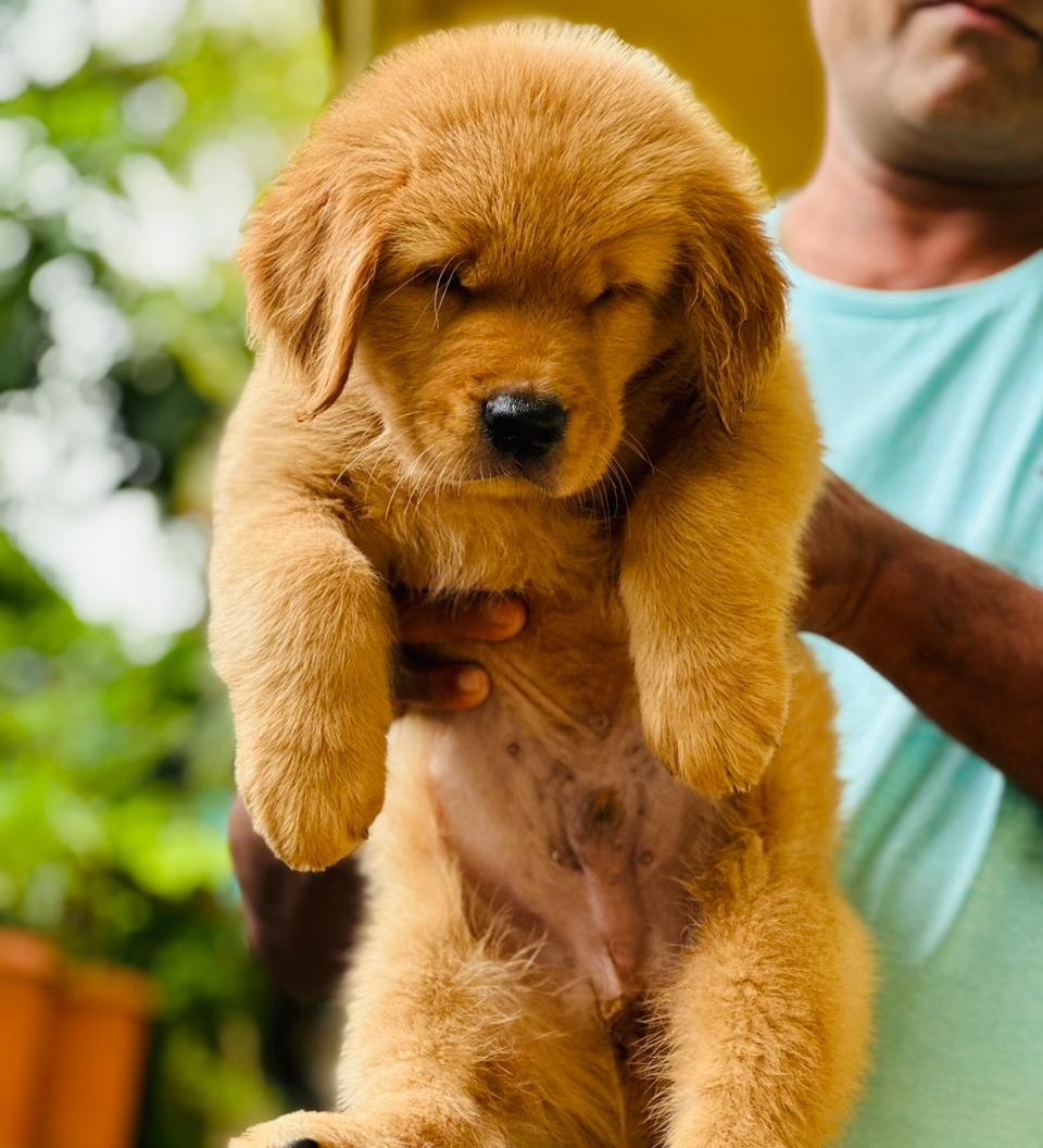 golden retriever puppy for sale in ahmedabad