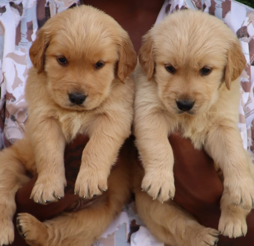 golden retriever puppies for sale online in kolkata