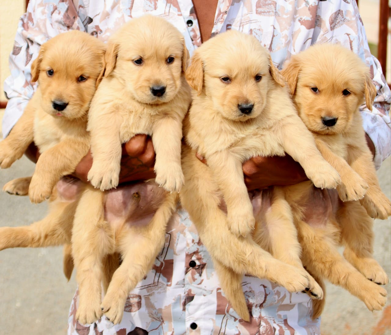 golden retriever dog breeder in kolkata