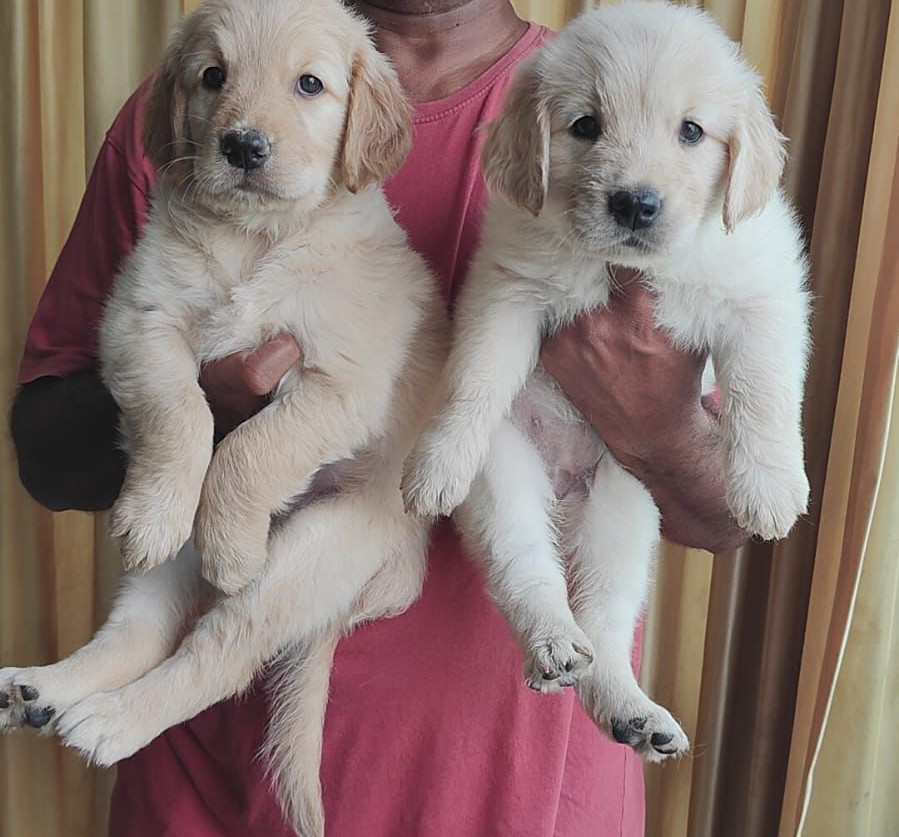 buy golden retriever puppy in kolkata