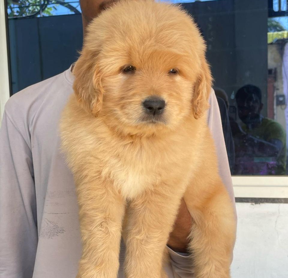 golden retriever dog price in kolkata