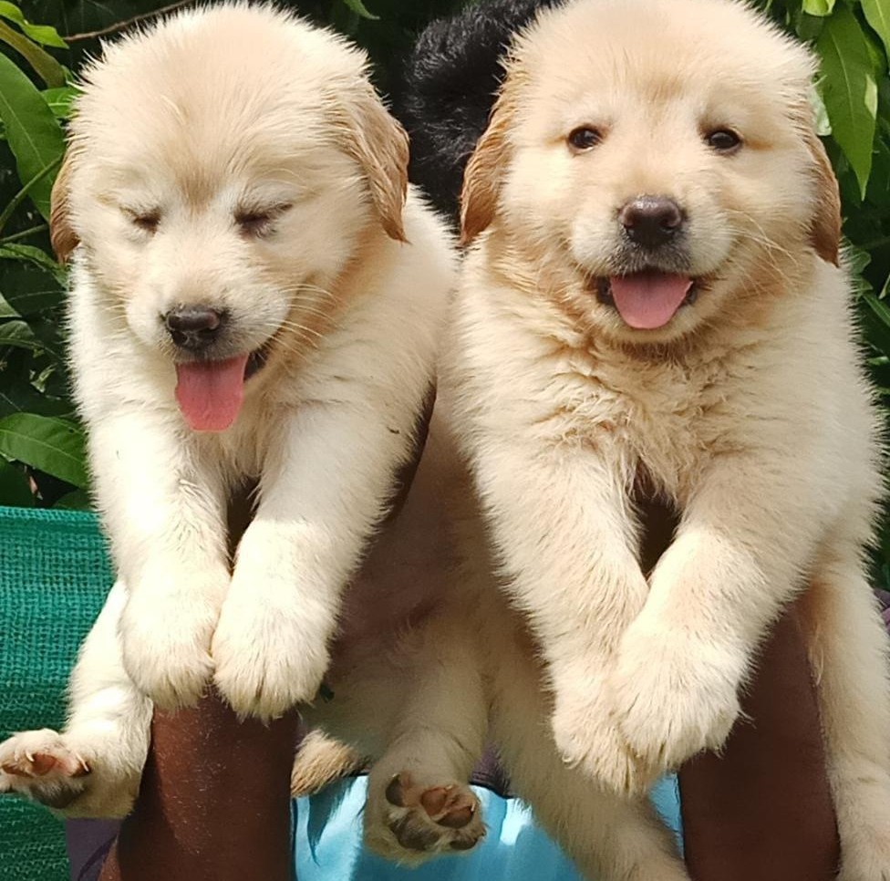 golden retriever puppy for sale in kolkata