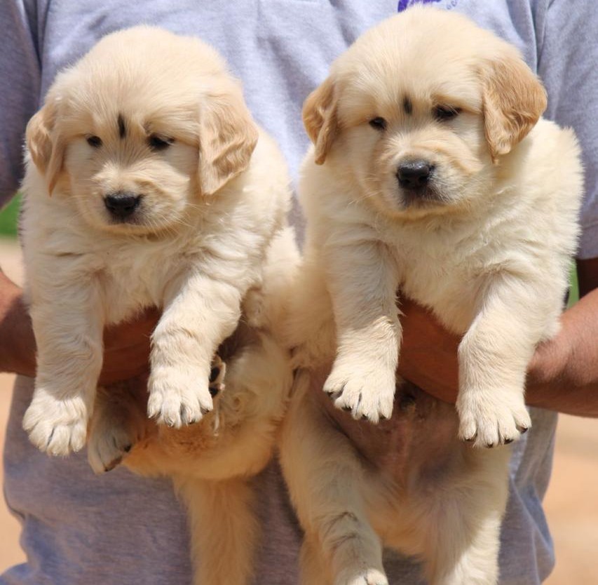 golden retriever pet shop in hyderabad