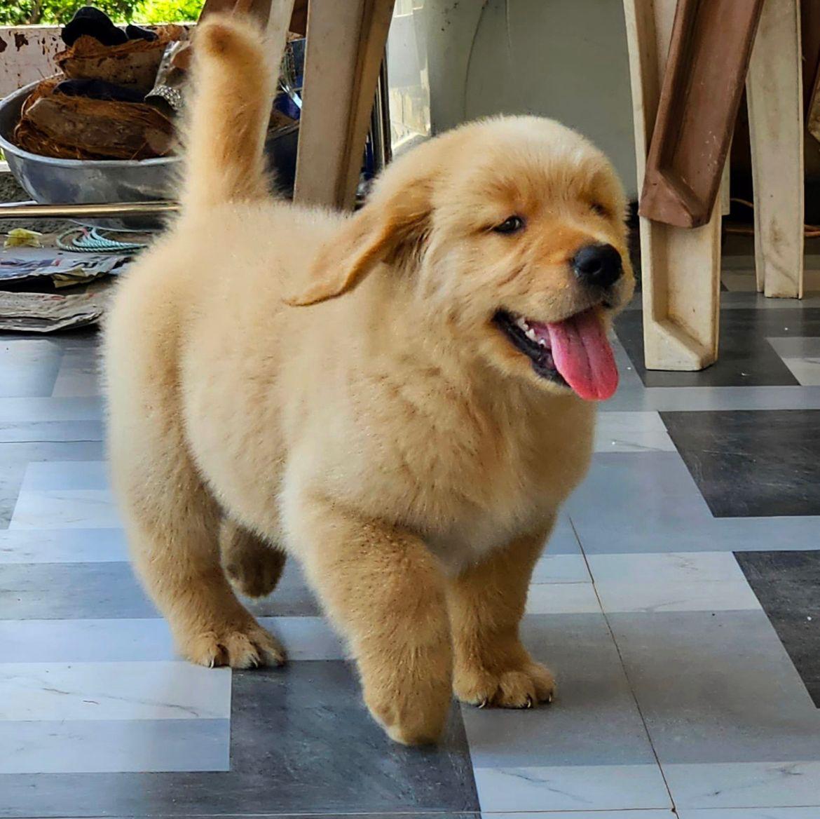 golden retriever dog breeder in hyderabad