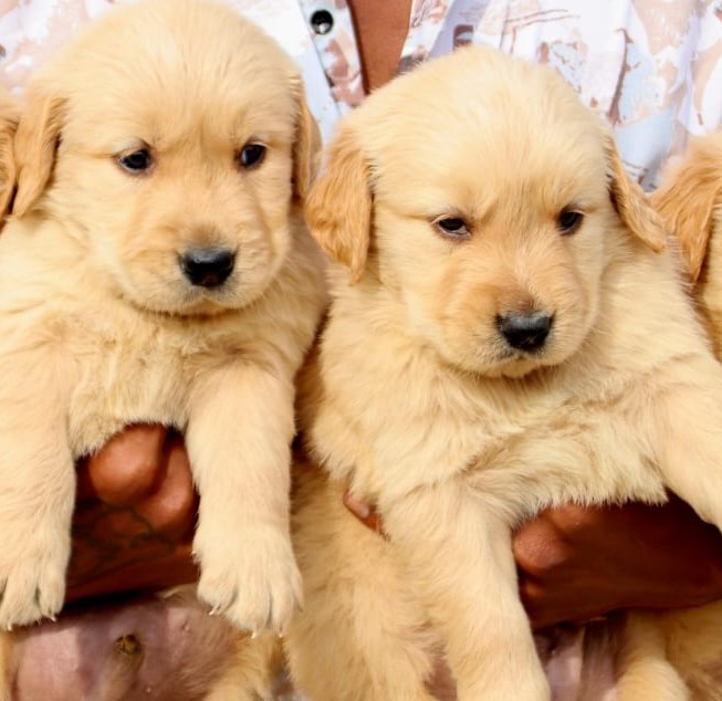 golden retriever dog price in hyderabad