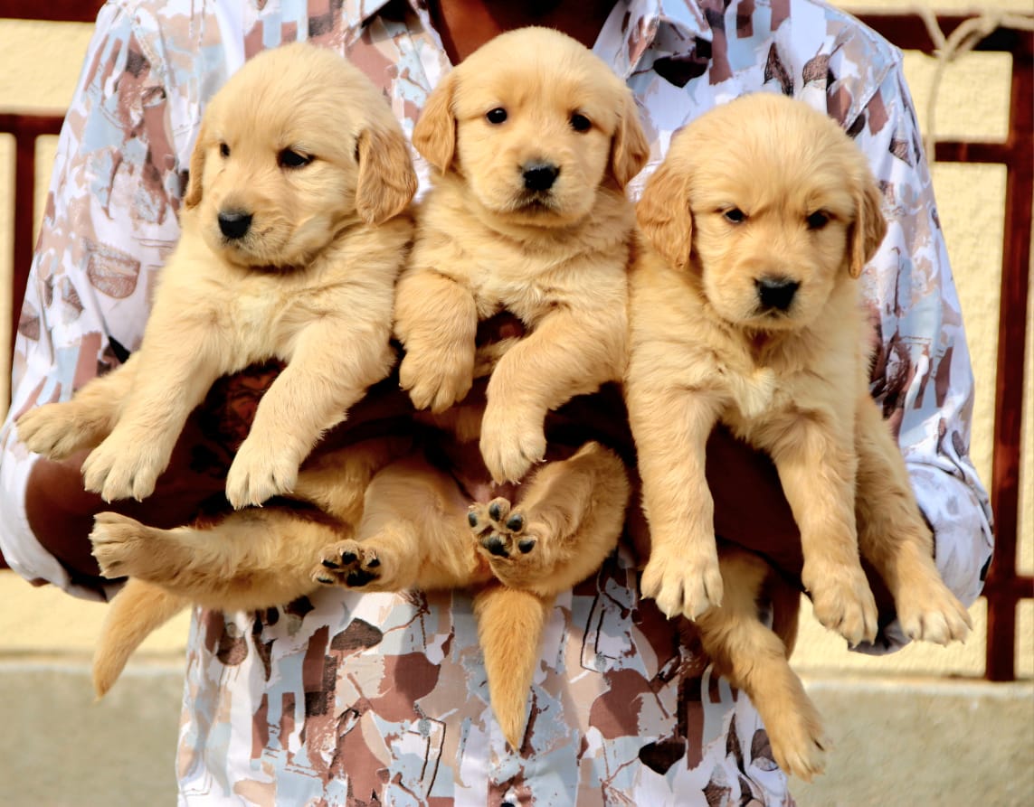 golden retriever puppies for sale online in hyderabad