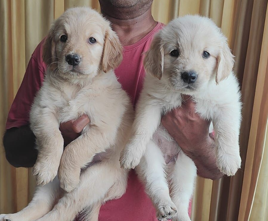 golden retriever puppy for sale in hyderabad