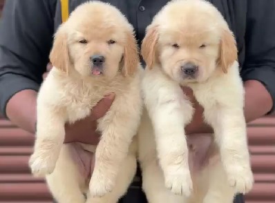 buy golden retriever puppy in hyderabad