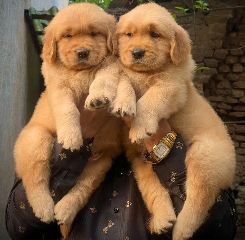 golden retriever puppies for sale online in goa