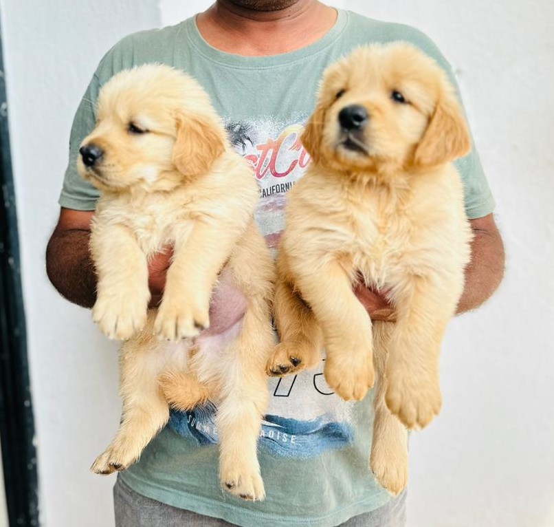 golden retriever puppy price in goa