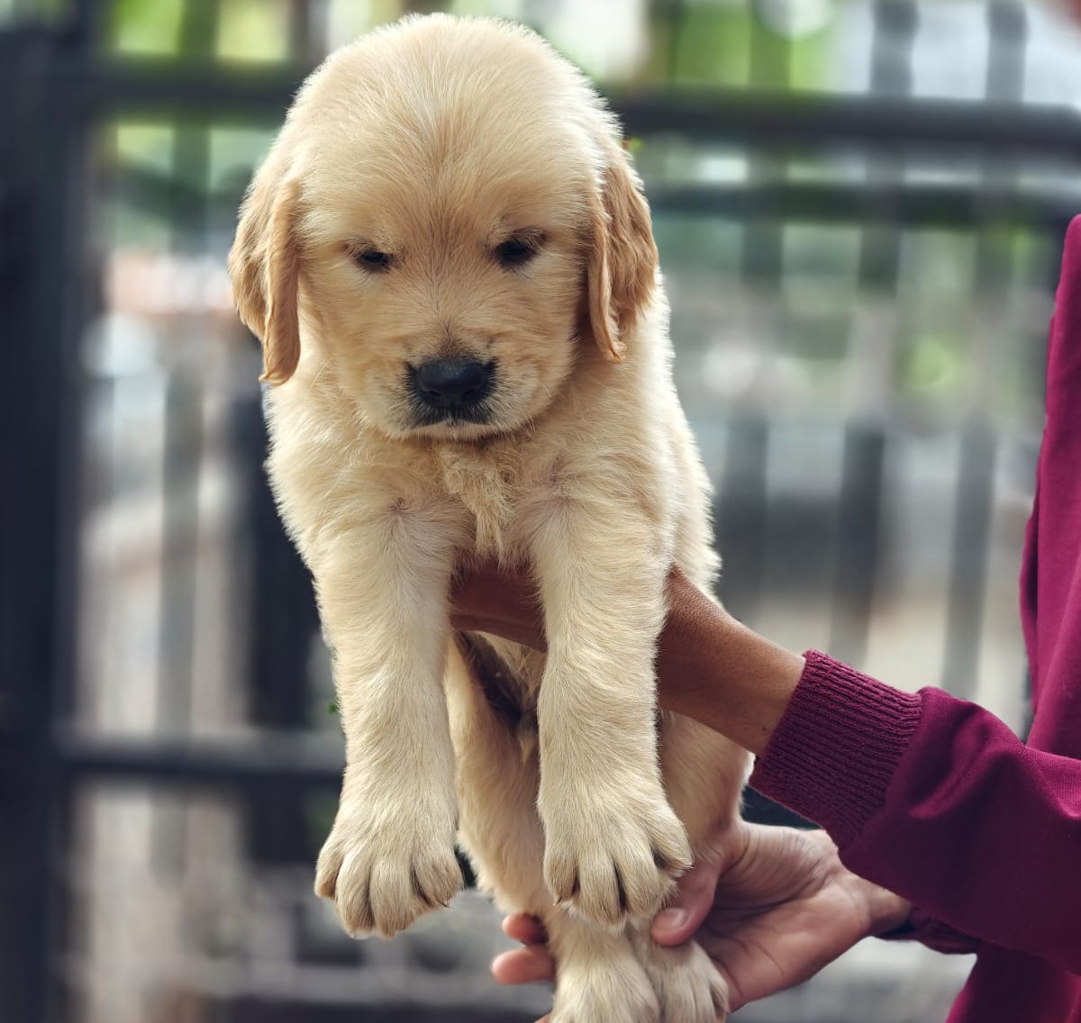 golden retriever dog price in goa