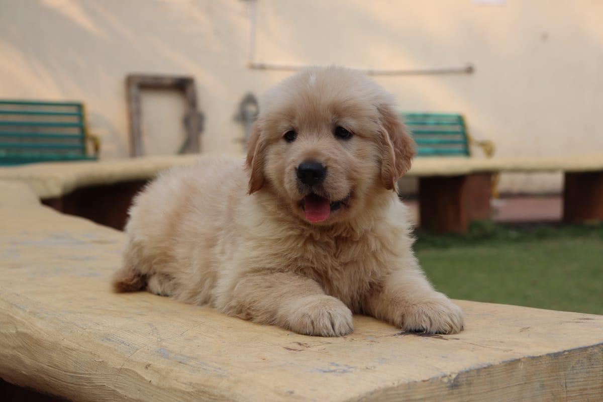 buy golden retriever dog in goa