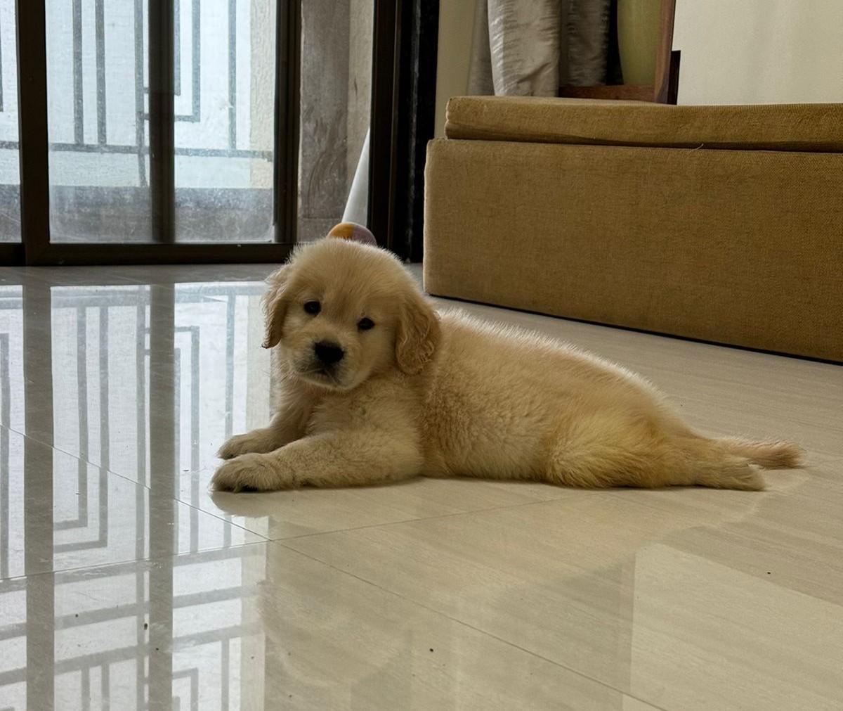 golden retriever puppies for sale online in jaipur