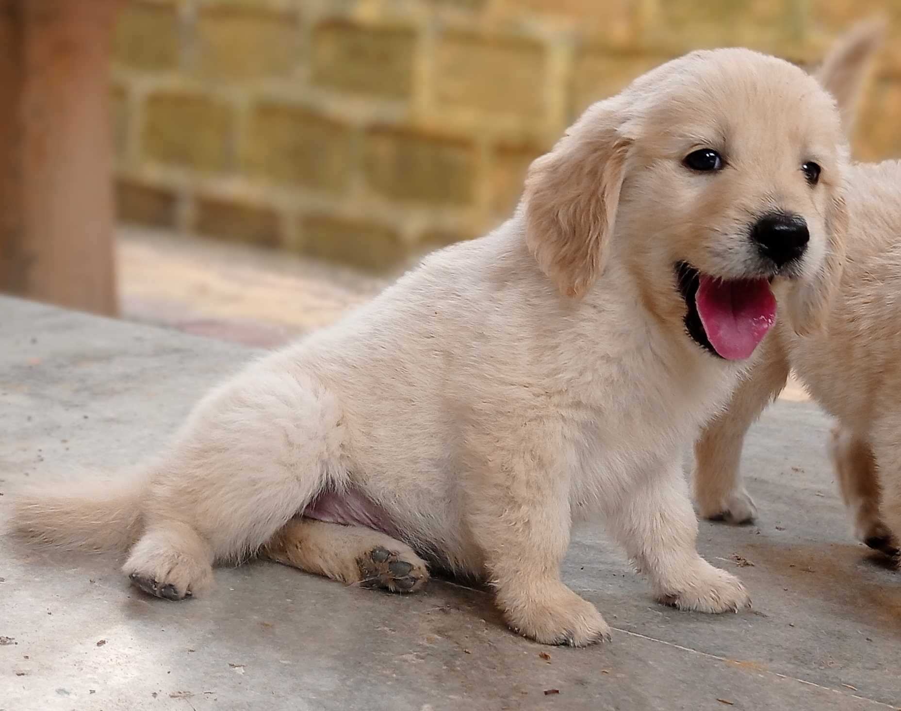 golden retriever dog breeder in jaipur