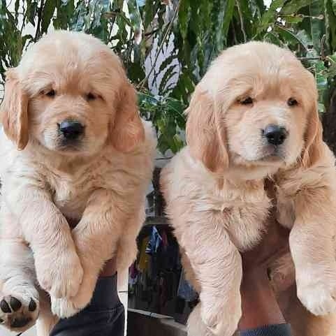 buy golden retriever puppy in jaipur