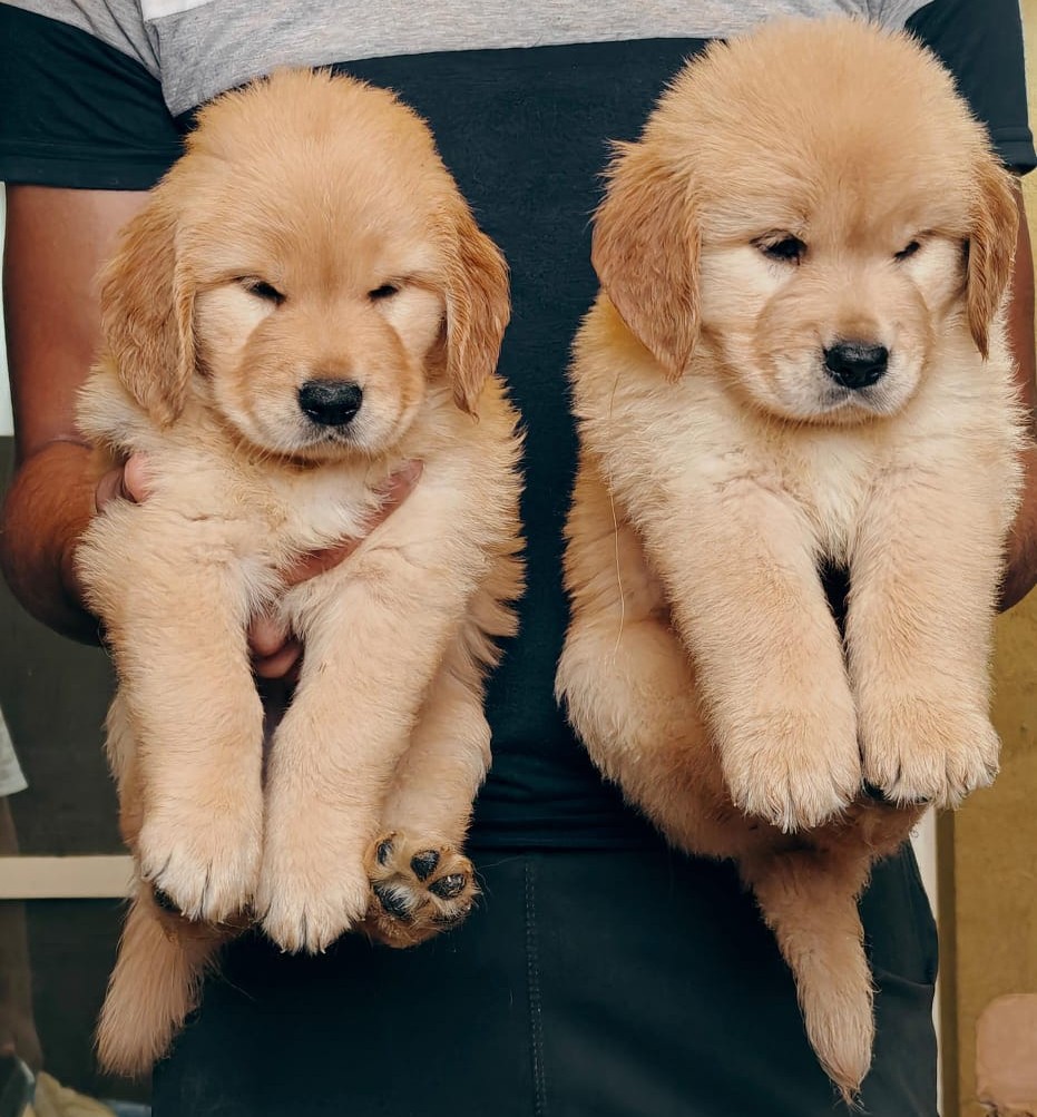 golden retriever dog price in jaipur