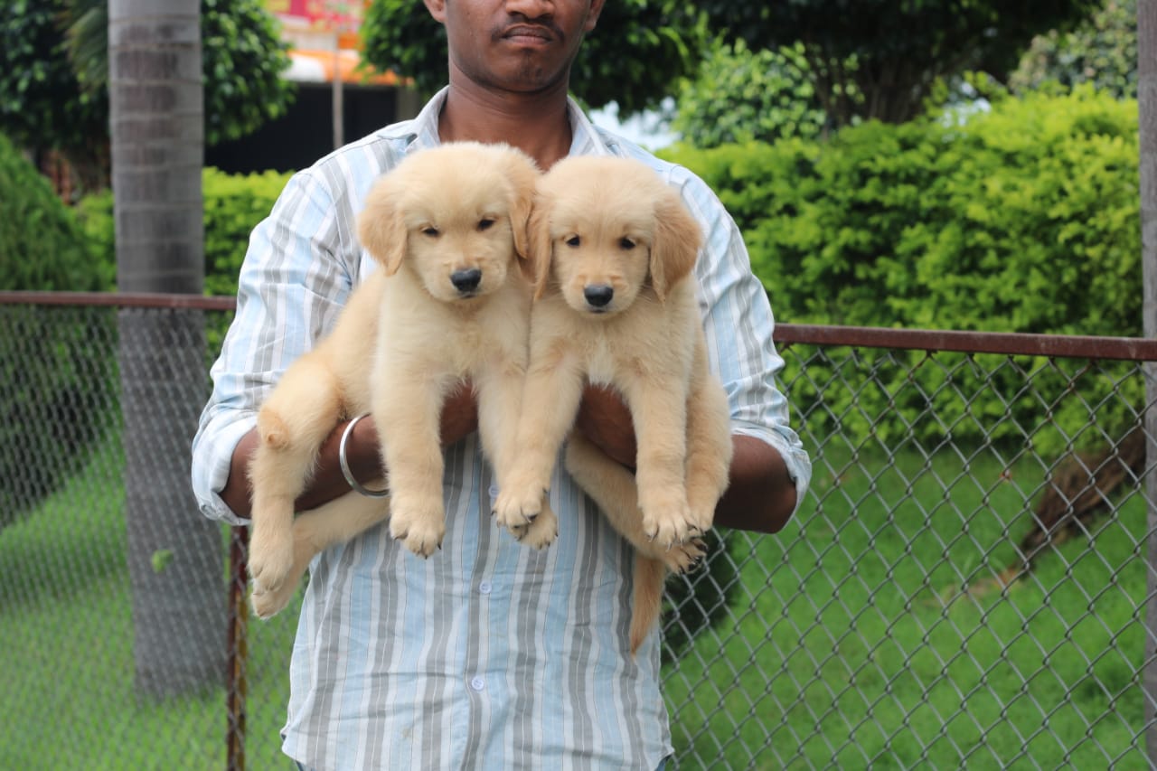 golden retriever pet shop in jaipur