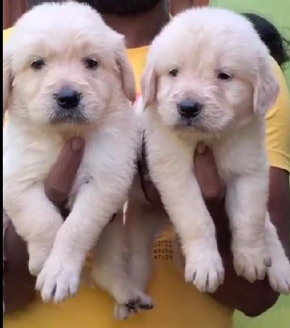 golden retriever puppy price in jaipur 