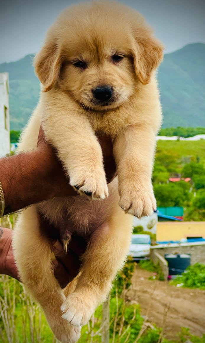 golden retriever dog price in vizag