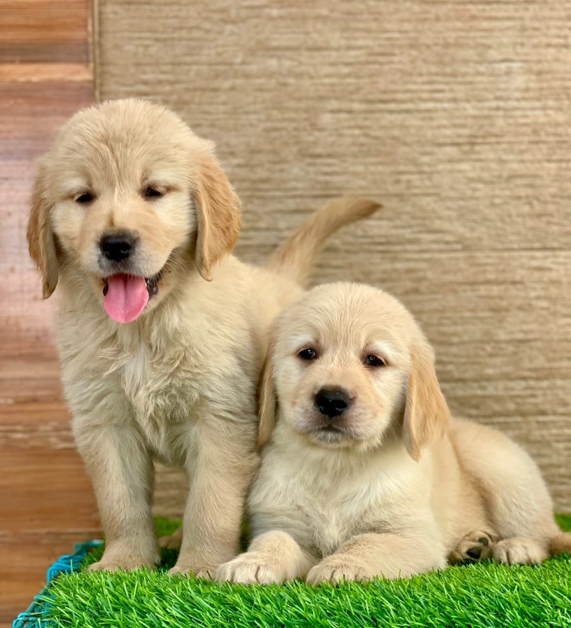 golden retriever puppies for sale online in viazag