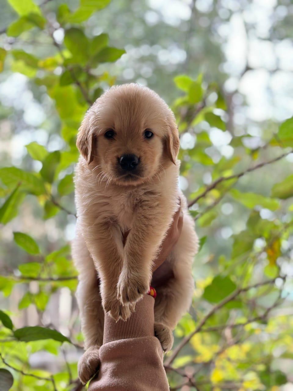 golden retriever dog breeder in vizag