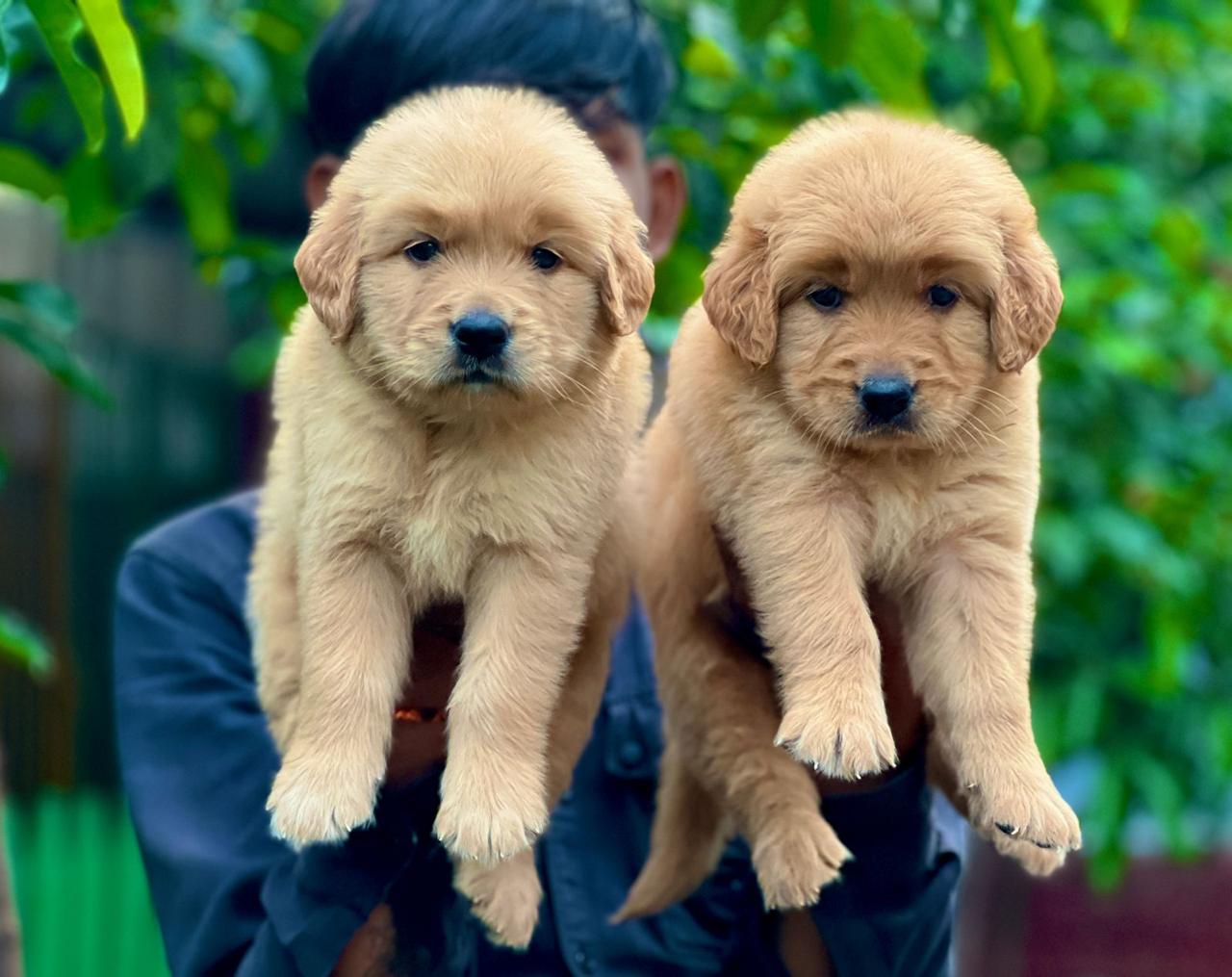 golden retriever puppy price in vizag