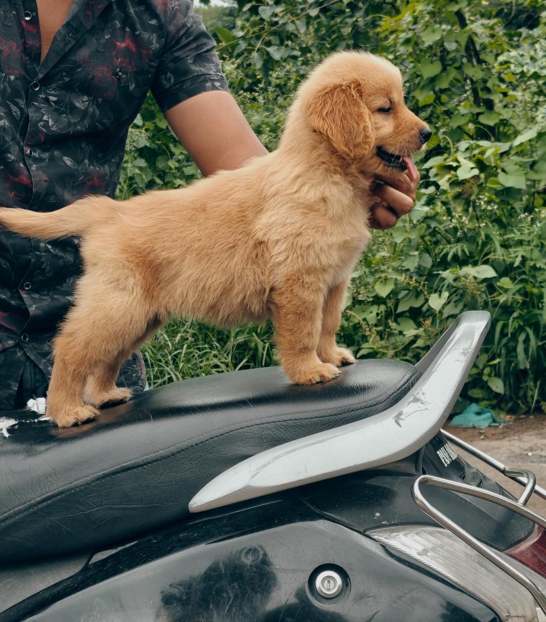 purebred golden retriever puppies price in vizag